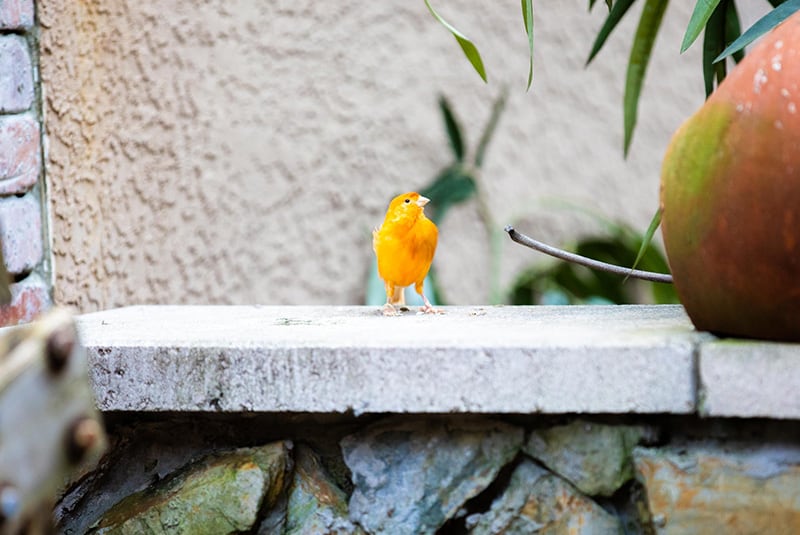 One of the colorful birds sitting on stone wall in the aviary that can be viewed during your appointment at Cape Dental Care