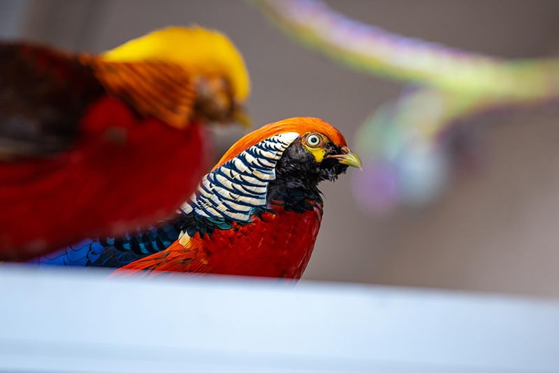 One of the colorful birds that can be viewed in our aviary during your appointment at Cape Dental Care