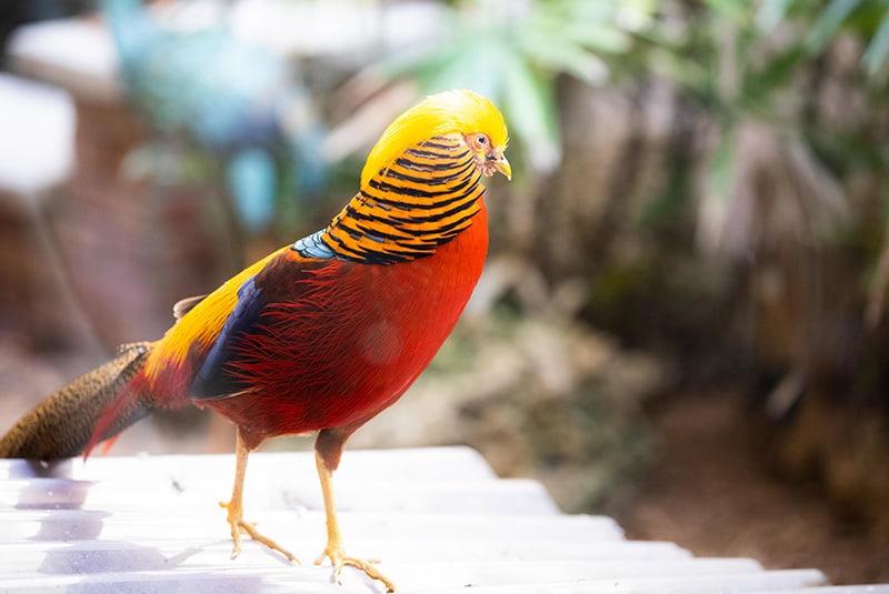 One of the colorful birds that can be viewed in our aviary during your appointment at Cape Dental Care