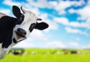 Cure Obstructive Sleep Apnea, 16834780 - funny cow looking to a camera with green rural meadow on the backgroung