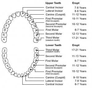 A chart that shows a labeled diagram of all the teeth in a mouth, and when they erupt