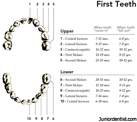 A chart with a picture of labeled teeth telling when the first teeth "come in" and "fall out"