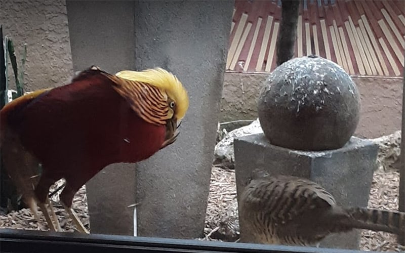 Colorful bird in the large private aviary in Cape Dental
